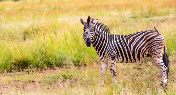 istock Zebra in Kruger National park, South Africa 1219612902