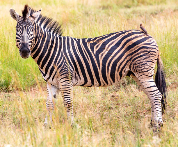istock Zebra in the Africa 1219613457
