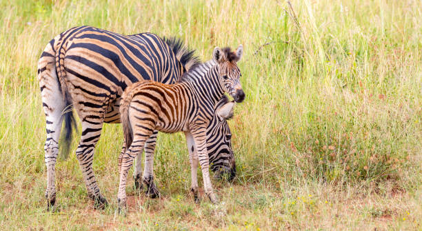 istock Zebra in Kruger National park, South Africa 1219614541