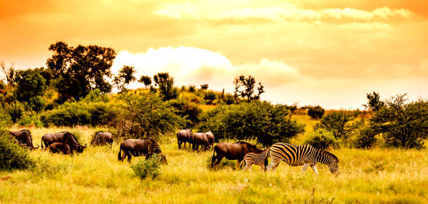 istock Africa Savannah with Big Mammals 1219614682