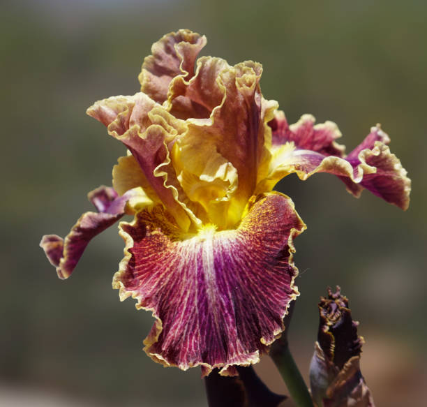 Burgundy and Gold Lacy Iris stock photo