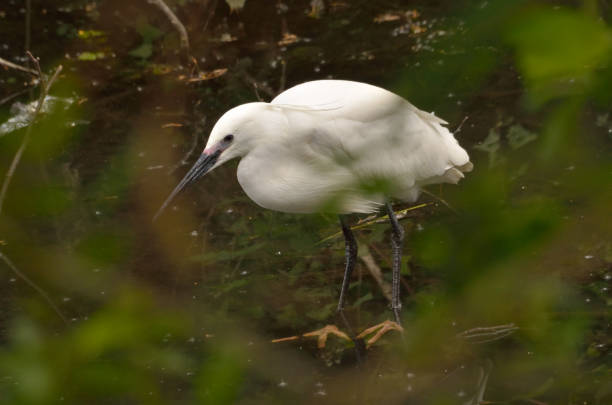 nahaufnahme des kleinen reihervogels. - egret water bird wildlife nature stock-fotos und bilder