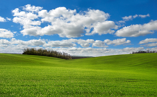 Blue Sky green grass and soft white clouds. This file is cleaned and retouched.