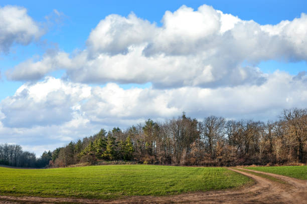 fields of winter wheat in hilly terrain near pine forest in spring with cloudy sky