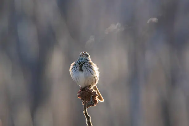 song sparrow (Melospiza melodia) in cold morning spring