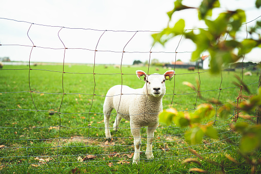 Cute little curious white lamb behind a fence staring into the camera standing in a vibrant green pasture during springtime in Ouddorp, The Netherlands