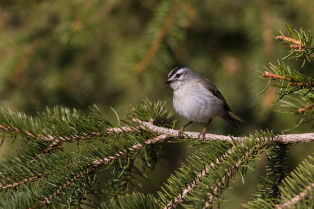 istock golden-crowned kinglet (Regulus satrapa) in spring 1219617304
