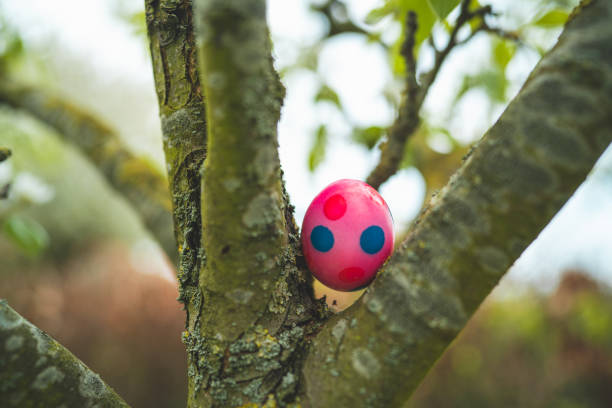 Easter egg hunt, colorful easter egg hidden in a tree in the garden, traditional game during spring time for the kids, Ouddorp, The Netherlands