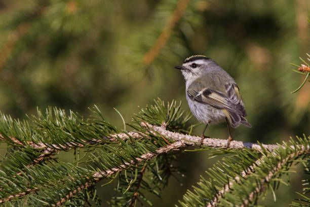 istock golden-crowned kinglet (Regulus satrapa) in spring 1219617327