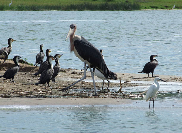 istock Marabou and other birds in Africa 121961799
