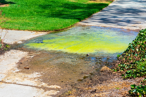 Constant dirty puddle of standing water on the sidewalk with growing green algae. Poorly managed landscaping irrigation system