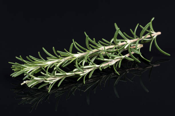 istock Rosemary branches isolated on the black background table with reflections 1219619284