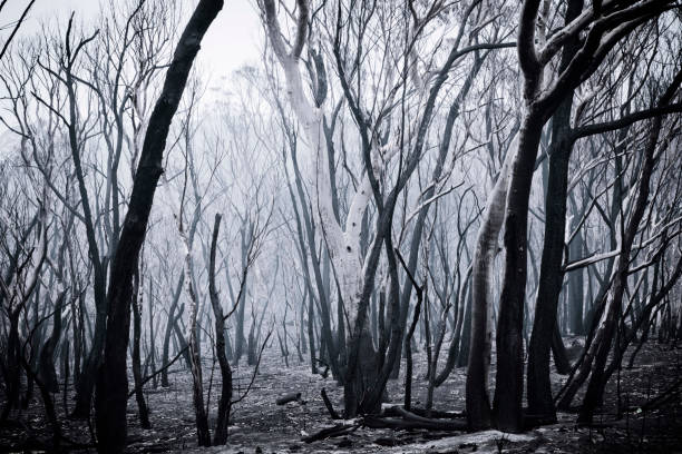istock Gum trees burnt by bushfire in The Blue Mountains in Australia 1219622925