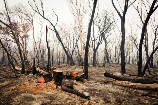 istock Gum trees burnt by bushfire in The Blue Mountains in Australia 1219622927