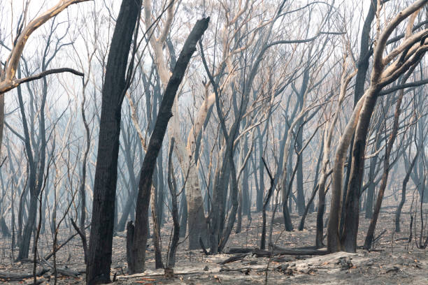 istock Gum trees burnt by bushfire in The Blue Mountains in Australia 1219622951