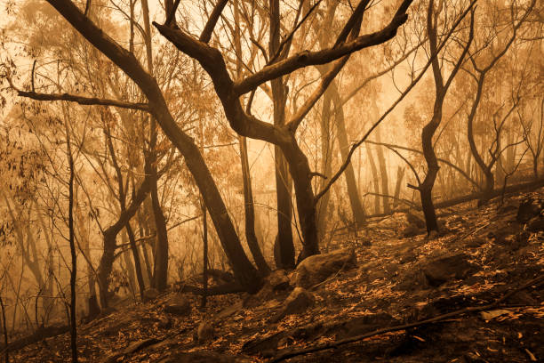 istock Gum trees burnt by bushfire in The Blue Mountains in Australia 1219623100