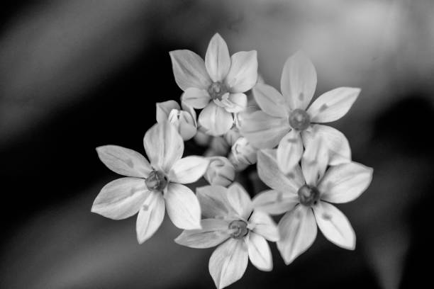 istock Tiny white garden flowers in black and white 1219627219