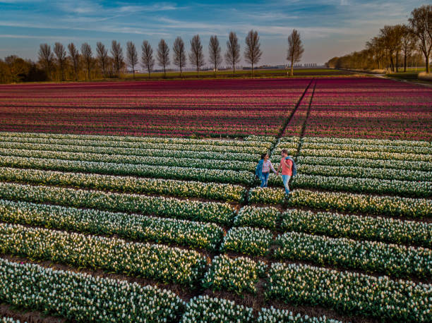 para mężczyzn i kobiet w polu kwiatowym w holandii podczas wiosny, pomarańczowo-czerwone tulipany pole w pobliżu noordoostpolder flevoland holandia, mężczyźni i kobieta w wiosenne słońce wieczorem - noordoostpolder zdjęcia i obrazy z banku zdjęć