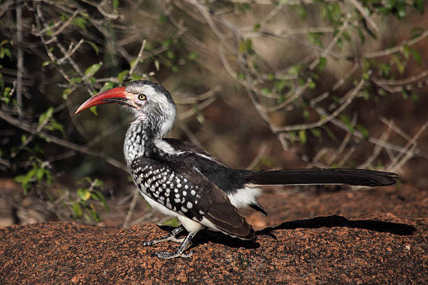 African cálao de pico rojo - foto de stock