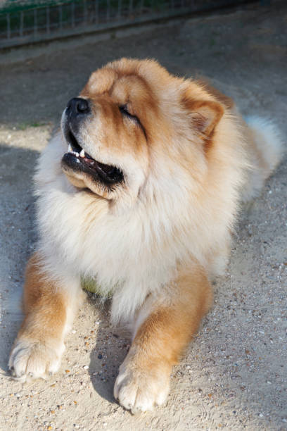 istock One Dog chow-chow on a walk. Paris. 1219627274