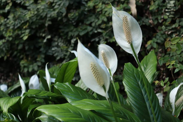 istock Beautiful example of white arturium - Brazilian plant 1219627310
