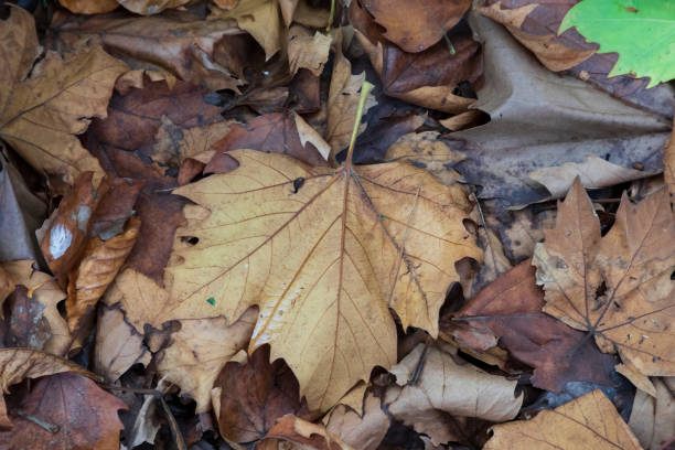 istock Autumn leaves on the ground after falling from the tree 1219627341