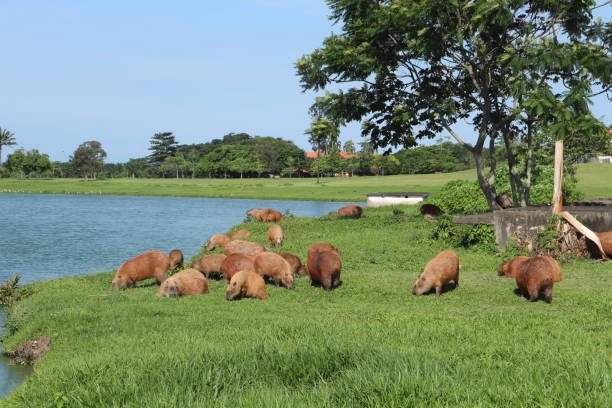 istock Capybaras family eat grass overlooking lagoon 1219627516