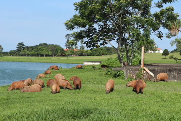 istock Capybaras family eat grass overlooking lagoon 1219627548