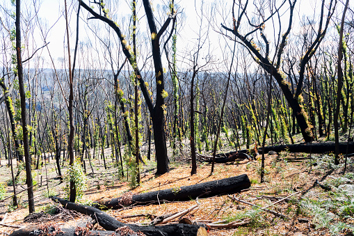 Tree regeneration in The Blue Mountains after the Australian bush fires