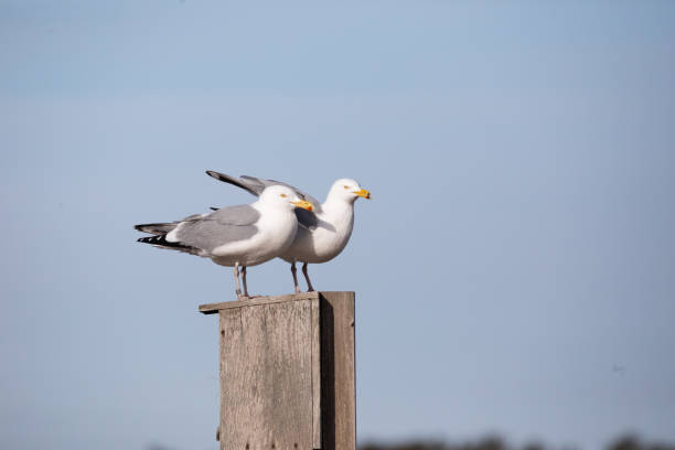 istock Herring Gulls During Breeding Season 1219628926