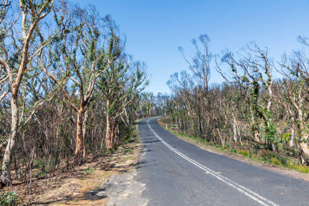 istock Trees regenerating in The Blue Mountains after severe bush fires 1219630202