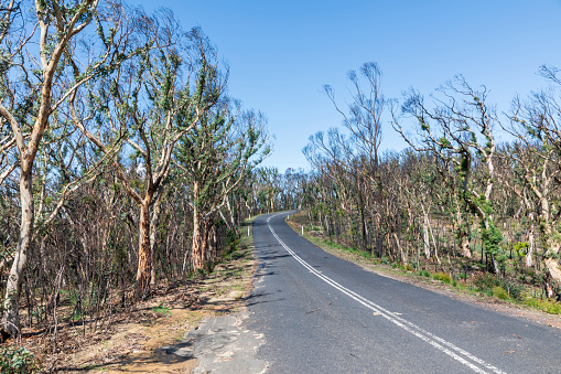 Trees regenerating in The Blue Mountains in Australia after the severe bush fires