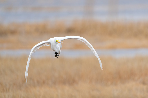 Great Egret (Ardea alba) flying in a Salt Marsh. Parker River National Wildlife Refuge, Massachusetts