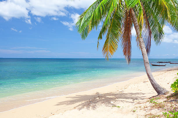 istock beach with coconut palm and sea 121963083