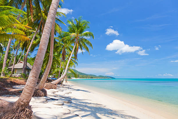 istock beach with coconut palm and sea 121963087