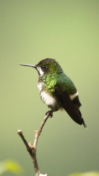 istock Green thorntail hummingbird 1219631202