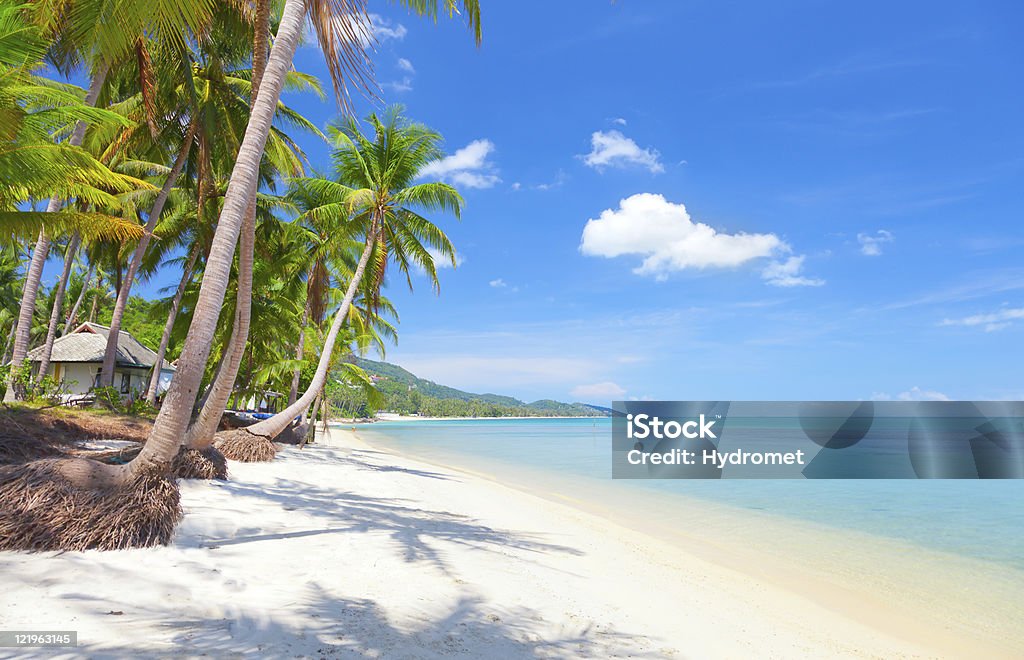 Tropical beach with palm trees under blue sky beach with coconut palm and sea Beach Stock Photo