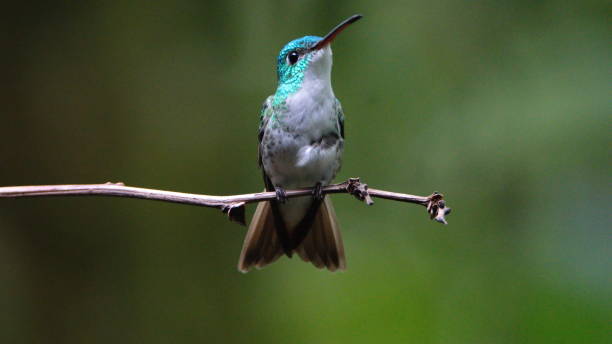 istock Andean emerald hummingbird 1219632860