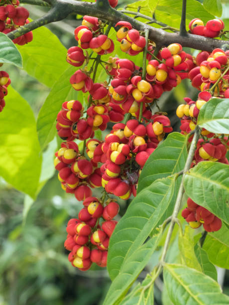 istock Tulipwood (Harpullia ramiflora) ripened fruits. 1219632958