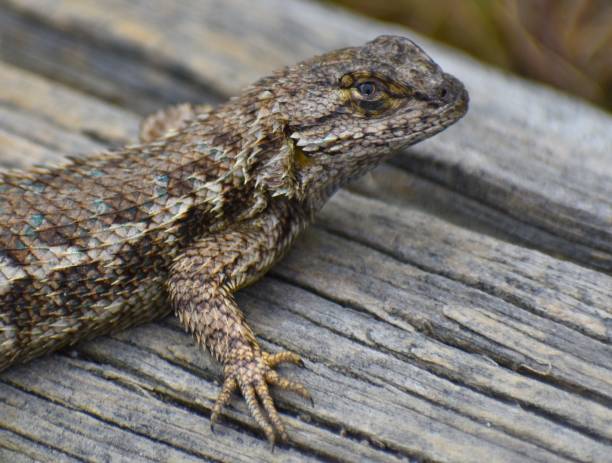 istock A close-up of a coast range fence lizard (Sceloporus occidentalis bocourtii) 1219634472