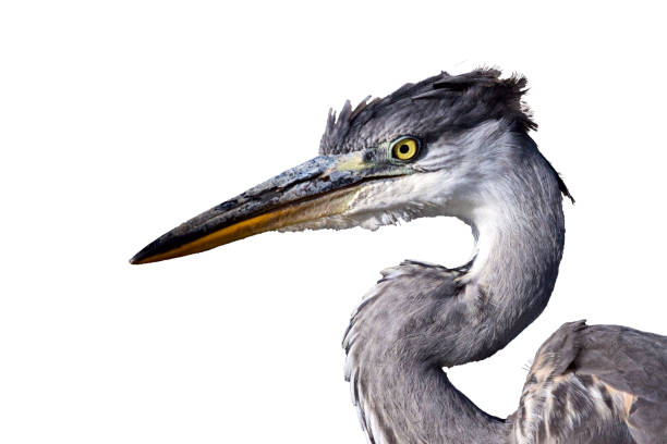 istock Portrait of a gray heron. White background. 1219635166