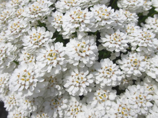istock Iberis sempervirens or evergreen candytuft or perennial candytuft in a garden in spring 1219635202