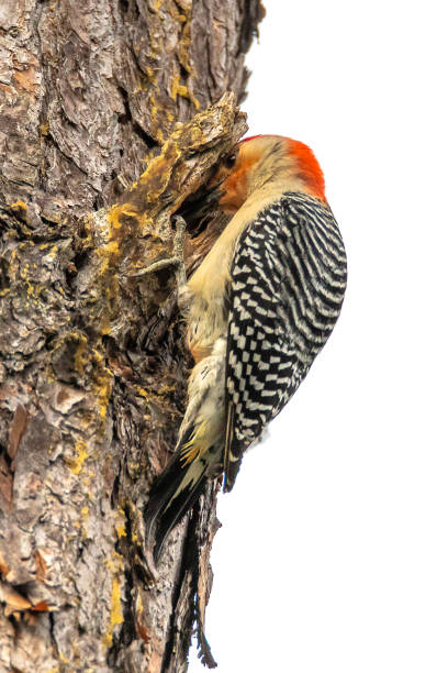 istock Red Bellied Woodpecker 1219636859
