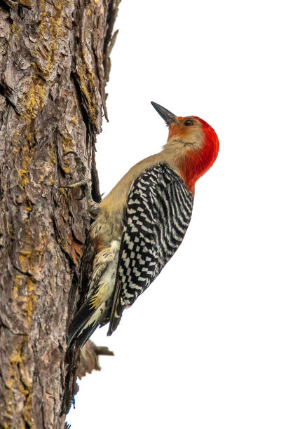 istock Red Bellied Woodpecker 1219638600