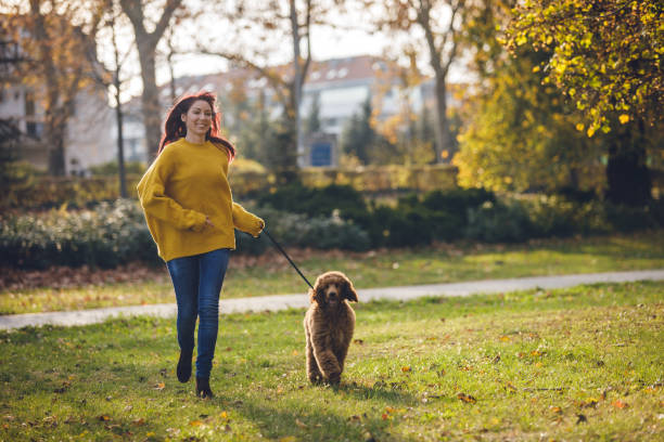 istock Pet owner running with red standard poodle 1219641113