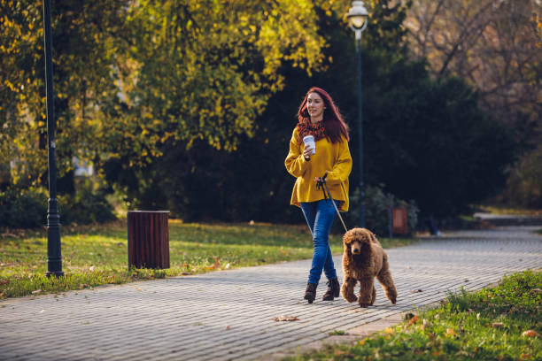 istock Pet owner chilling with her red standard poodle in a park 1219641114