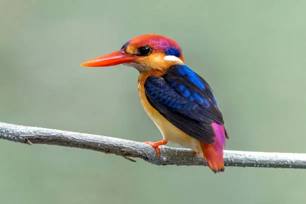 Closeup Oriental Dwarf Kingfisher perching on a branch
