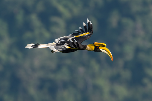 Closeup Great hornbill flying on sky (male)