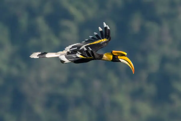 Photo of Closeup Great hornbill flying on sky (male)