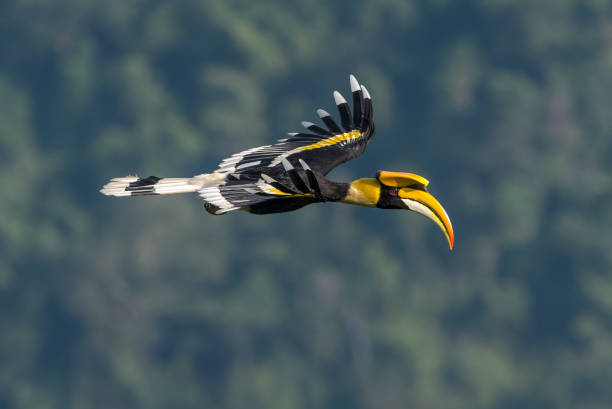 closeup grande bico de chifre voando no céu (masculino) - bucerotidae - fotografias e filmes do acervo